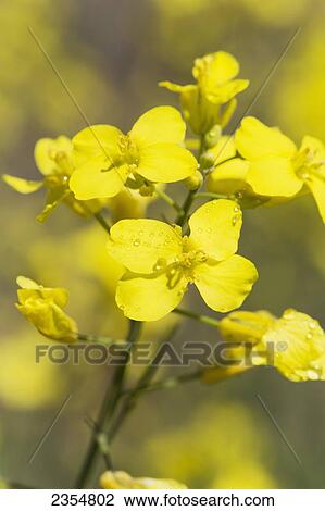 Close Up Of A Canola Flower; High River, Alberta, Canada View Large Photo Image Stock Image - Close Up Of A Canola Flower; High River, Alberta, Canada. Fotosearch
