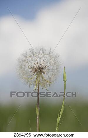 Stock Photograph - Close Up Of A Dandelion (Taraxacum) Seed Head; Alberta, Canada. Fotosearch