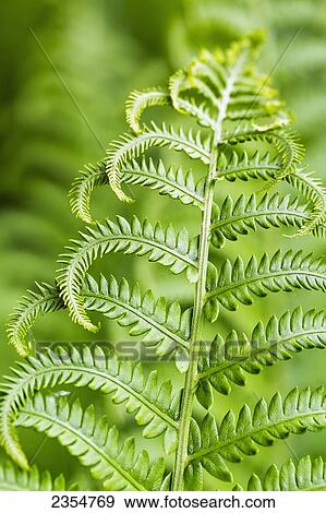 Close Up Of A Fern Frond; Ontario, Canada View Large Photo Image Stock Photo - Close Up Of A Fern Frond; Ontario, Canada. Fotosearch