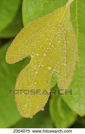 Close Up Of A Leaf Covered In Moisture; Ohio, United States Of America View Large Photo Image Stock Photography - Close Up Of A Leaf Covered In Moisture; Ohio, United States Of America. Fotosearch