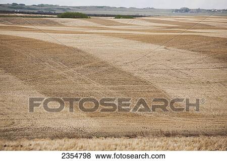 Close Up Of A Rolling Field With Cut Lines After Harvest And Blue Sky; Airdrie, Alberta, Canada View Large Photo Image Stock Photo - Close Up Of A Rolling Field With Cut Lines After Harvest And Blue Sky; Airdrie, Alberta, Canada. Fotosearch