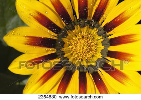 Close Up Of A Yellow And Orange Gazania Flower With Rain Droplets; Calgary, Alberta, Canada View Large Photo Image Stock Image - Close Up Of A Yellow And Orange Gazania Flower With Rain Droplets; Calgary, Alberta, Canada. Fotosearch
