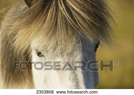 Stock Photo - Close Up Of An Icelandic Horse; Nordur-Mulasysla, Eastern Fjords, Iceland. Fotosearch