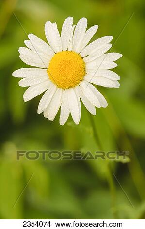 Close Up Of An Oxeye Daisy; Ohio, United States Of America View Large Photo Image Picture - Close Up Of An Oxeye Daisy; Ohio, United States Of America. Fotosearch