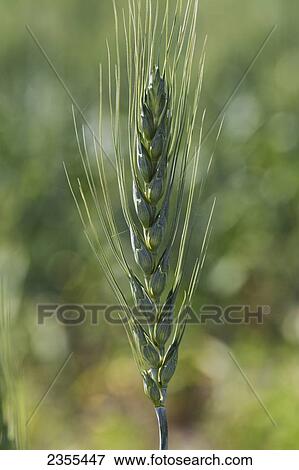 Close Up Of An Unripe Grain Of Wheat; Airdrie, Alberta, Canada View Large Photo Image Stock Photo - Close Up Of An Unripe Grain Of Wheat; Airdrie, Alberta, Canada. Fotosearch