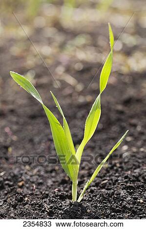 Stock Image - Close Up Of Early Growth Of Barley; Calgary, Alberta, Canada. Fotosearch