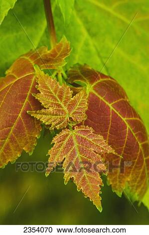 Stock Image - Close Up Of Leaves On A Red Maple Tree; Ohio, United States Of America. Fotosearch