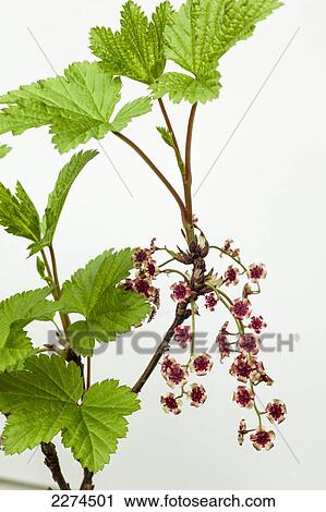 Close Up Of Northern Red Current Showing Red Flowers And Green Leaves Against A White Background, Southcentral Alaska, Anchorage, Alaska, Early Summer. View Large Photo Image Stock Image - Close Up Of Northern Red Current Showing Red Flowers And Green Leaves Against A White Background, Southcentral Alaska, Anchorage, Alaska, Early Summer.. Fotosearch