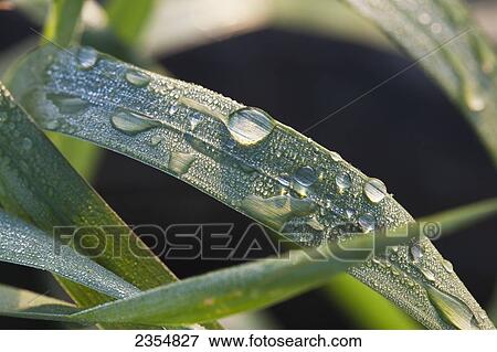Close Up Of Rain Droplets And Dew On Blade Of Grass; Calgary, Alberta, Canada View Large Photo Image Stock Photo - Close Up Of Rain Droplets And Dew On Blade Of Grass; Calgary, Alberta, Canada. Fotosearch