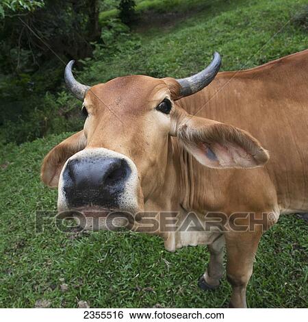 Close Up Of The Face Of A Cow; Zacapa, Guatemala View Large Photo Image Stock Photograph - Close Up Of The Face Of A Cow; Zacapa, Guatemala. Fotosearch