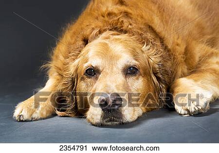 Close Up Portrait Of A Golden Retriever Dog Laying Down; Calgary, Alberta, Canada View Large Photo Image Stock Image - Close Up Portrait Of A Golden Retriever Dog Laying Down; Calgary, Alberta, Canada. Fotosearch