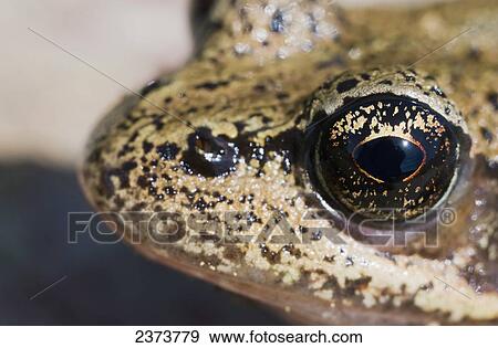 Close Up View Of The Eye Of A Red-Legged Frog; Astoria, Oregon, United States Of America View Large Photo Image Stock Photo - Close Up View Of The Eye Of A Red-Legged Frog; Astoria, Oregon, United States Of America. Fotosearch