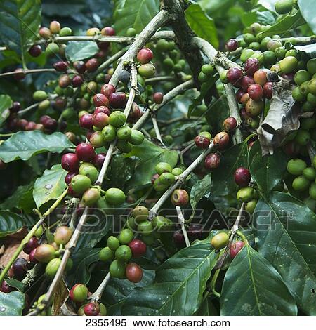 Coffee Plant; Copan, Honduras View Large Photo Image Stock Photography - Coffee Plant; Copan, Honduras. Fotosearch