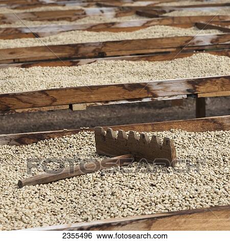 Stock Photograph - Coffee Plantation; Copan, Honduras. Fotosearch