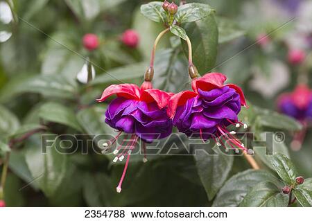 Colourful Flower Blossoms On A Tree; Alberta, Canada View Large Photo Image Stock Photo - Colourful Flower Blossoms On A Tree; Alberta, Canada. Fotosearch