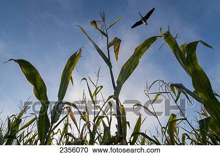 Corn Leaves With Goose Flying Overhead; Belgium View Large Photo Image Stock Image - Corn Leaves With Goose Flying Overhead; Belgium. Fotosearch