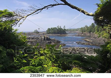 Cove Along The Wild Pacific Trail; Ucluelet, British Columbia, Canada View Large Photo Image Stock Photo - Cove Along The Wild Pacific Trail; Ucluelet, British Columbia, Canada. Fotosearch