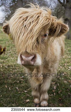Cow With Long Hair Over It's Face; Scottish Borders, Scotland View Large Photo Image Picture - Cow With Long Hair Over It's Face; Scottish Borders, Scotland. Fotosearch