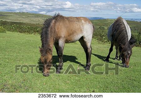 Dartmoor Ponies; Devon, England View Large Photo Image Stock Image - Dartmoor Ponies; Devon, England. Fotosearch