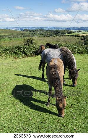Stock Image - Dartmoor Ponies; Devon, England. Fotosearch