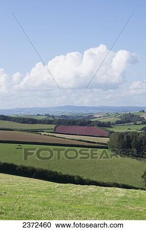 Divided Farmland; Devon, England View Large Photo Image Stock Image - Divided Farmland; Devon, England. Fotosearch