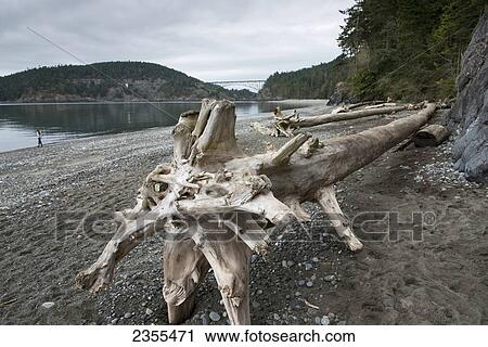 Stock Photography Of Driftwood On The Beach And Deception P Driftwood On The Beach And Deception P Bridge In Distance Oak Harbor Washington United States Of America