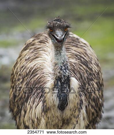 Emu (Dromaius Novaehollandiae) At Assiniboine Park Zoo; Winnipeg, Manitoba, Canada View Large Photo Image Stock Image - Emu (Dromaius Novaehollandiae) At Assiniboine Park Zoo; Winnipeg, Manitoba, Canada. Fotosearch