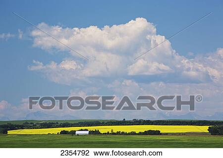 Farmland On The Prairies With The Rocky Mountains In The Distance; Alberta, Canada View Large Photo Image Stock Image - Farmland On The Prairies With The Rocky Mountains In The Distance; Alberta, Canada. Fotosearch