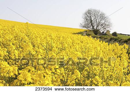 Fields of yellow rapeseed in the typical English countryside of rolling hills around the village of Kingston Deverill; West Wiltshire, England View Large Photo Image Picture - Fields of yellow rapeseed in the typical English countryside of rolling hills around the village of Kingston Deverill; West Wiltshire, England. Fotosearch