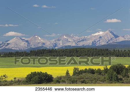 Stock Photograph - Flowering Canola Field Along A Green Field Framed By Trees And Bushes With Mountains In The Background And Blue Sky And Clouds; Calgary, Alberta, Canada. Fotosearch