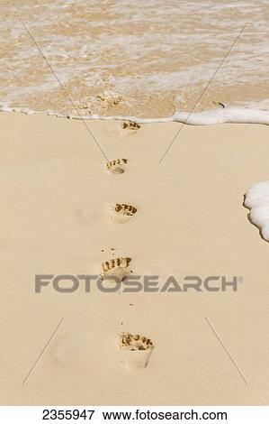 Footprints In The Sand Leading To The Water's Edge; Honolulu, Oahu, Hawaii, United States Of America View Large Photo Image Stock Photo - Footprints In The Sand Leading To The Water's Edge; Honolulu, Oahu, Hawaii, United States Of America. Fotosearch