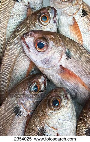 Fresh Caught Fish; Tarifa, Cadiz, Andalusia, Spain View Large Photo Image Stock Photography - Fresh Caught Fish; Tarifa, Cadiz, Andalusia, Spain. Fotosearch