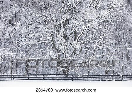 Fresh Falling Snow Covers Trees; Caledon, Ontario, Canada View Large Photo Image Stock Image - Fresh Falling Snow Covers Trees; Caledon, Ontario, Canada. Fotosearch
