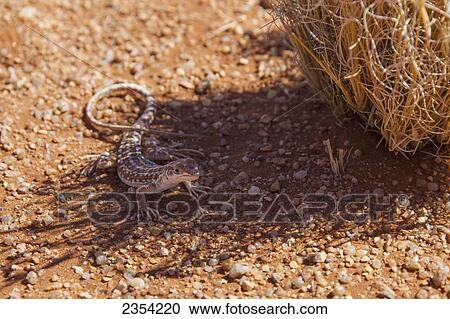 Stock Image - Gecko Next To Legendary Namibian Road D707; Namibia. Fotosearch