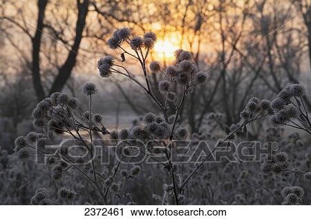 Glowing Sunset In Winter With Frozen Trees And Plants In The Foreground; Gloucester, England View Large Photo Image Stock Image - Glowing Sunset In Winter With Frozen Trees And Plants In The Foreground; Gloucester, England. Fotosearch
