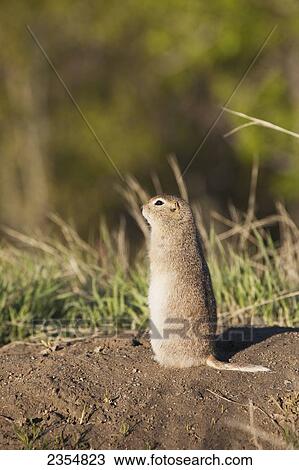Stock Image - Gopher Standing Up Near It's Hole; Calgary, Alberta, Canada. Fotosearch