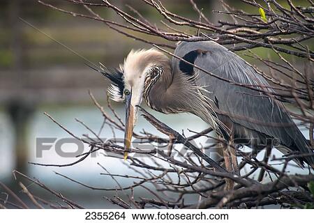 Great Blue Heron (Ardea Herodias), Wakodahatchee Wetlands; Florida, United States Of America View Large Photo Image Picture - Great Blue Heron (Ardea Herodias), Wakodahatchee Wetlands; Florida, United States Of America. Fotosearch