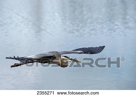 Great Blue Heron (Ardea Herodias); Florida, United States Of America View Large Photo Image Stock Image - Great Blue Heron (Ardea Herodias); Florida, United States Of America. Fotosearch