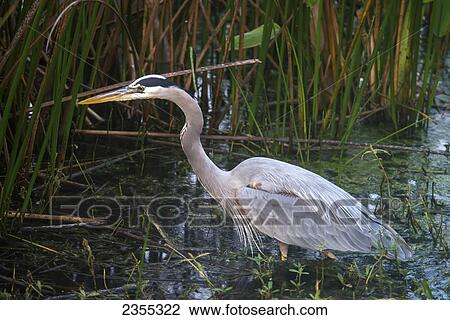 Great Blue Heron (Ardea Herodias); Florida, United States Of America View Large Photo Image Stock Image - Great Blue Heron (Ardea Herodias); Florida, United States Of America. Fotosearch