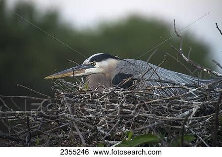 Great Blue Heron (Ardea Herodias) Nesting; Florida, United States Of America View Large Photo Image Stock Photograph - Great Blue Heron (Ardea Herodias) Nesting; Florida, United States Of America. Fotosearch