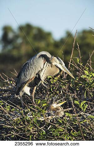 Great Blue Heron (Ardea Herodias) Nesting With Young; Florida, United States Of America View Large Photo Image Stock Photograph - Great Blue Heron (Ardea Herodias) Nesting With Young; Florida, United States Of America. Fotosearch