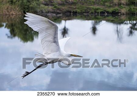 Great Egret (Casmerodius Albus), Audubon Rookery; Venice, Florida, United States Of America View Large Photo Image Stock Image - Great Egret (Casmerodius Albus), Audubon Rookery; Venice, Florida, United States Of America. Fotosearch