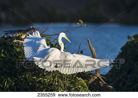 Great Egret (Casmerodius Albus); Florida, United States Of America View Large Photo Image Stock Photo - Great Egret (Casmerodius Albus); Florida, United States Of America. Fotosearch
