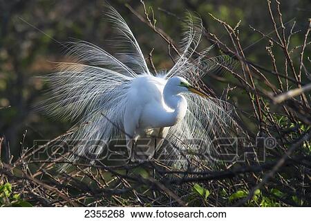 Great Egret (Casmerodius Albus) Breeding Plumage; Florida, United States Of America View Large Photo Image Stock Photo - Great Egret (Casmerodius Albus) Breeding Plumage; Florida, United States Of America. Fotosearch