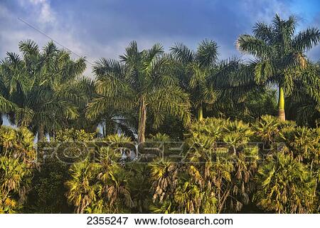 Green Cay Wetlands; Florida, United States Of America View Large Photo Image Stock Photo - Green Cay Wetlands; Florida, United States Of America. Fotosearch
