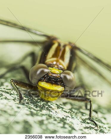 Stock Photo - Green Darner Dragonfly (Anax Junius); Ontario, Canada. Fotosearch