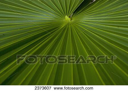 Green palm frond; Tulum, Mexico View Large Photo Image Stock Photo - Green palm frond; Tulum, Mexico. Fotosearch
