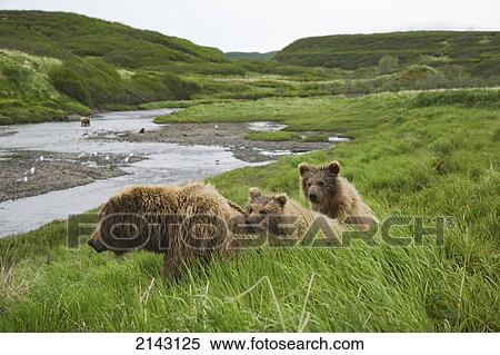 Grizzly Sow And Two Cubs Waiting To Fish In Mikfik Creek At Mcneil River During Summer In Southwest Alaska View Large Photo Image Stock Photography - Grizzly Sow And Two Cubs Waiting To Fish In Mikfik Creek At Mcneil River During Summer In Southwest Alaska. Fotosearch