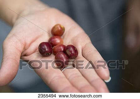 Picture - Hand Holding Coffee Beans; Copan, Honduras. Fotosearch