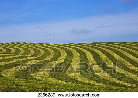 Hay Field With Geometric Pattern; Compton, Quebec, Canada View Large Photo Image Stock Photo - Hay Field With Geometric Pattern; Compton, Quebec, Canada. Fotosearch